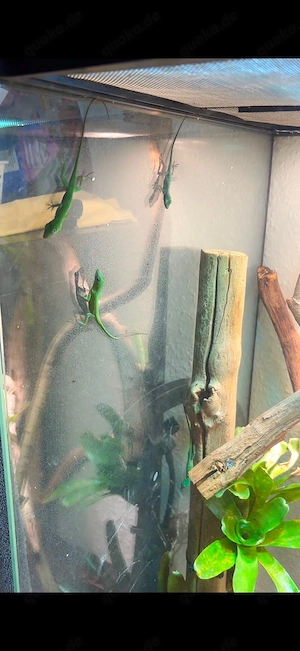 Anolis garmani