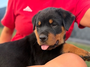 rottweiler 9 wochen 