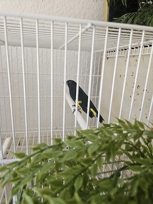 Vögel schwarzzeisig