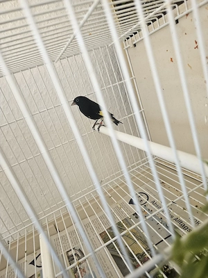 Vögel ein Pärchen 