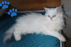 kleine Lady sucht ihr neues Heim