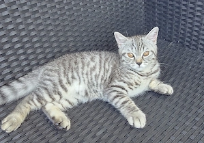 Ab sofort Abgabebereit BKH Kitten .