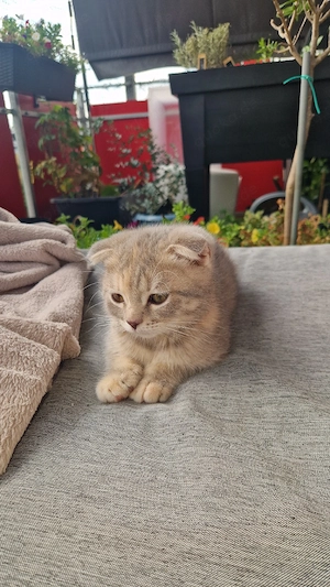 bkh mix kitten mädchen 