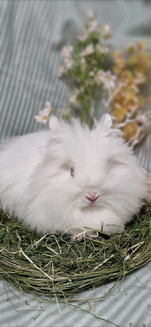 Zwergkaninchen, Löwenkopf Teddyzwerg Hase