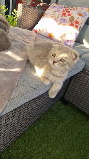 ab sofort bkh ragdoll mix mädchen ducht