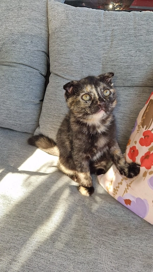 ab sofort hübsches bkh ragdoll mädchen