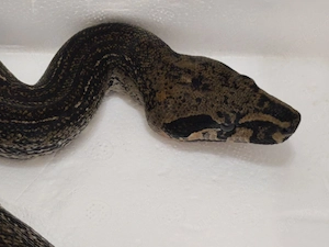 Black Panther ( Black Boa Leopard) 66%ph Anery t1 boa constrictor imperator 