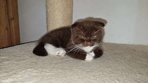 ab sofort bkh ragdoll mix kater