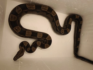 Motley 100% het Albino Kahl, 50%ph Anery Type 1 boa constrictor imperator 