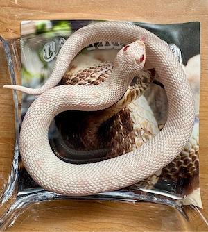 Hakennasennatter (Heterodon nasicus)   Yeti (Snow Conda) Weibchen