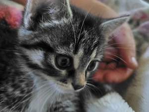 Baby katze zu verkaufen 
