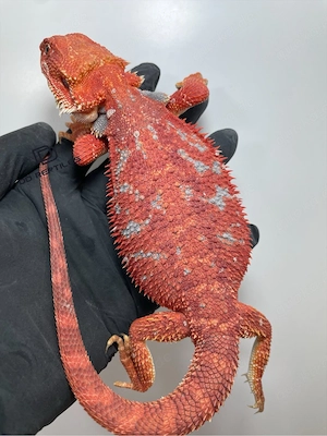 Bartagamen Weibchen (Pogona vitticeps) Orange glowing Hypo blue Tiger