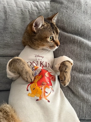kater 2 jahre 9 monate alt 