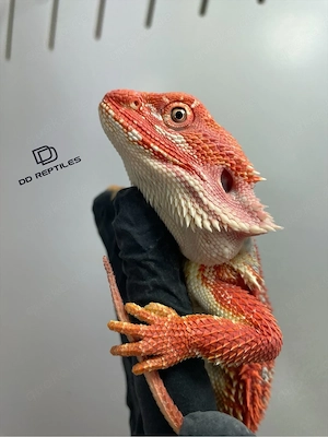Bartagamen Weibchen (Pogona vitticeps) extreme red Hypo blue Tiger Bild 3