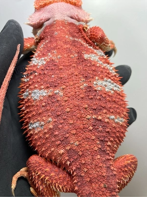 Bartagamen Weibchen (Pogona vitticeps) extreme red Hypo blue Tiger Bild 5