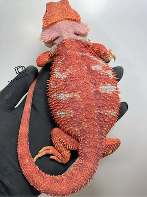 Bartagamen Weibchen (Pogona vitticeps) extreme red Hypo blue Tiger