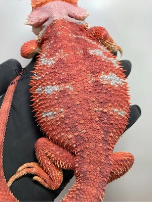 Bartagamen Weibchen (Pogona vitticeps) extreme red Hypo blue Tiger Bild 2