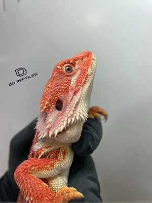 Bartagamen Weibchen (Pogona vitticeps) extreme red Hypo blue Tiger Bild 4