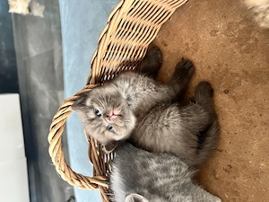 Kitten Baby Katzen Mama Langhaar, Papa Kurzhaar