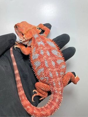 Bartagamen Männchen (Pogona vitticeps) red orange Hypo high blue Tiger visual stripe