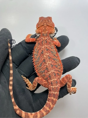 Bartagamen Männchen (Pogona vitticeps) half red Monster half extreme red het Hypo