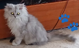 kleine Lady sucht ihr neues Heim