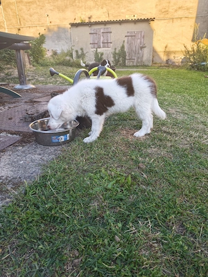 Border Collie Rüde "Flecki" 11 Wochen alt