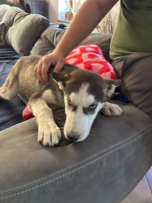 Husky Welpen zu verkaufen 