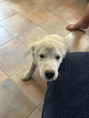 Husky Welpen zu verkaufen 