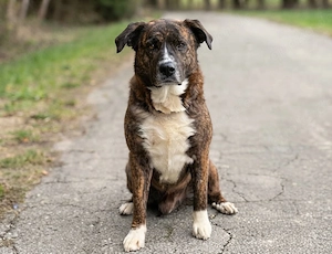 Bambo, z. Zt. in Ungarn, ist ein ganz sympathischer Hund Bild 3