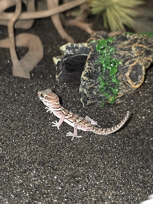Paroedura picta Weibchen 0.2