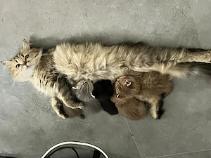 Britisch Langhaar Kitten   Mama Langhaar, Papa Kurzhaar