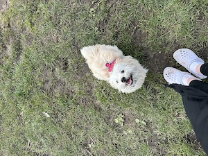 Neues Zuhause für Coco gesucht  Bild 4