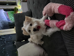 Neues Zuhause für Coco gesucht 