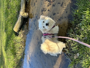 Neues Zuhause für Coco gesucht  Bild 3