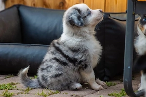     Abgabebereit Mini Aussi Welpen Mini Australian Shepherd !!!