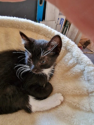 Katzenkinder