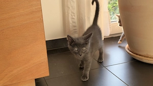 Niedlicher Kater *20.4.2026 sucht ein neues Zuhause 