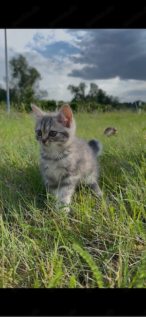 Bkh Babykatze  sucht ein neues zuhause 