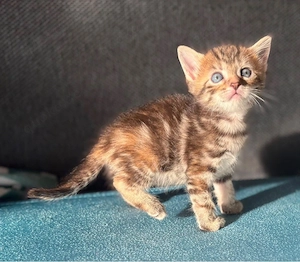 Wunderschöne Kitten Maincoon mix suchen ihr Traumzuhause 