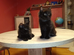 2 süße scharze Katzenbabies abzugeben