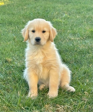 Reinrassige Golden Retriever Welpen