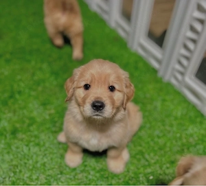 Reinrassige Golden Retriever Welpen
