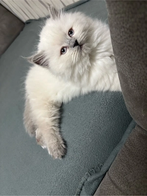 Zwei süße kleine Kater suchen ein liebevolles Zuhause 