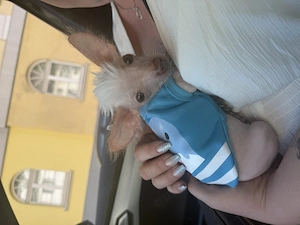 Kleiner Hund sucht Zuhause 