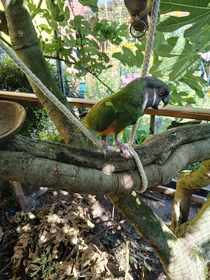Mohrenkopfpapageien 