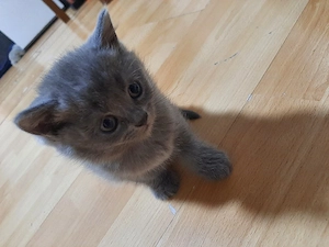 Süßes Katzenbaby sucht ein liebevolles und verantwortungsvolles Zuhause. Die Katze ist derzeit 1 Mon