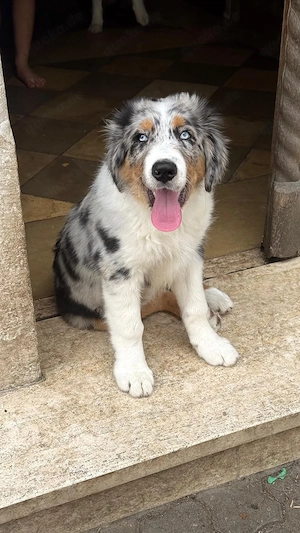 Australian Shepherd welpen 