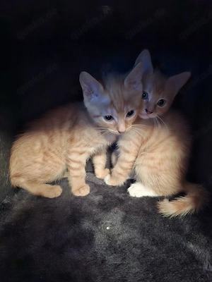 Kitten Mix 