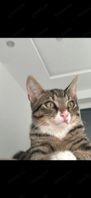 Süßes getigertes Kitten wegen Allergie abzugeben